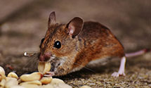 24 Hour & Emergency Exterminators in New Berlin, PA